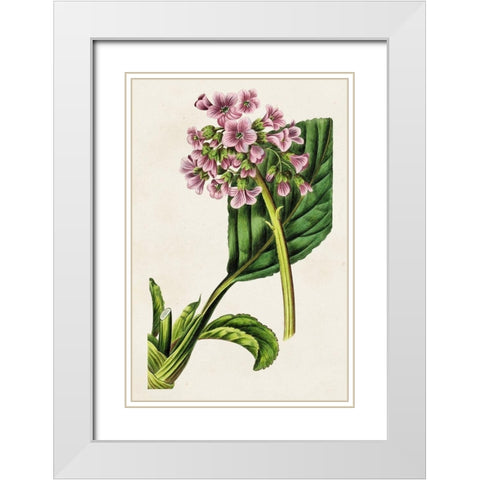 Antique Floral Folio III White Modern Wood Framed Art Print with Double Matting by Bessa, Pancrace