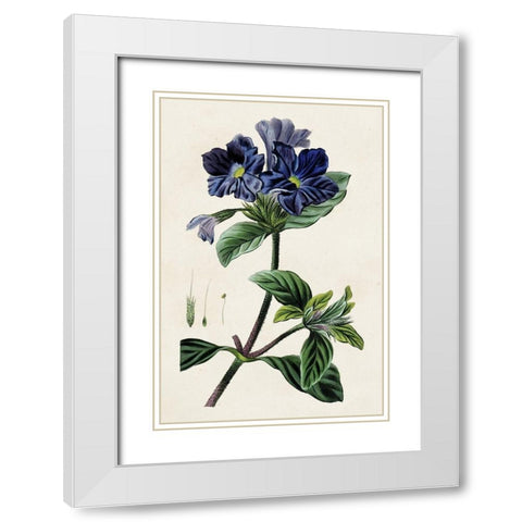 Antique Floral Folio IV White Modern Wood Framed Art Print with Double Matting by Bessa, Pancrace