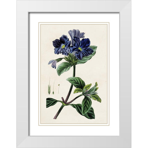 Antique Floral Folio IV White Modern Wood Framed Art Print with Double Matting by Bessa, Pancrace
