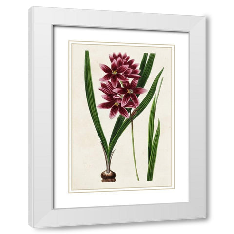 Antique Floral Folio V White Modern Wood Framed Art Print with Double Matting by Bessa, Pancrace