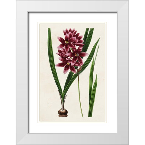 Antique Floral Folio V White Modern Wood Framed Art Print with Double Matting by Bessa, Pancrace