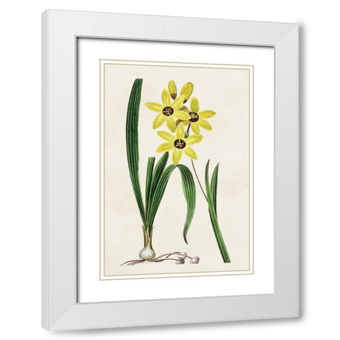 Antique Floral Folio VI White Modern Wood Framed Art Print with Double Matting by Bessa, Pancrace