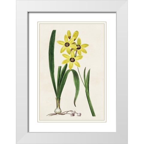 Antique Floral Folio VI White Modern Wood Framed Art Print with Double Matting by Bessa, Pancrace