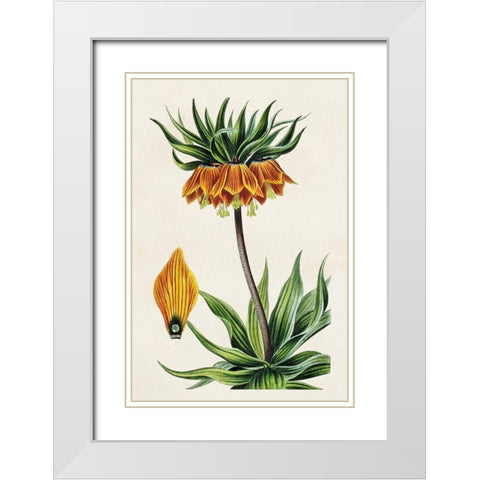 Antique Floral Folio VII White Modern Wood Framed Art Print with Double Matting by Bessa, Pancrace