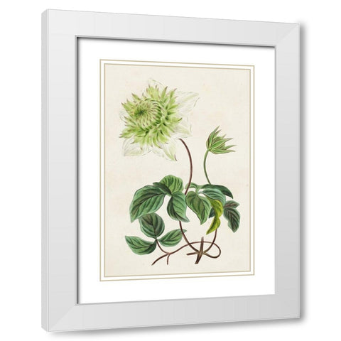 Antique Floral Folio VIII White Modern Wood Framed Art Print with Double Matting by Bessa, Pancrace