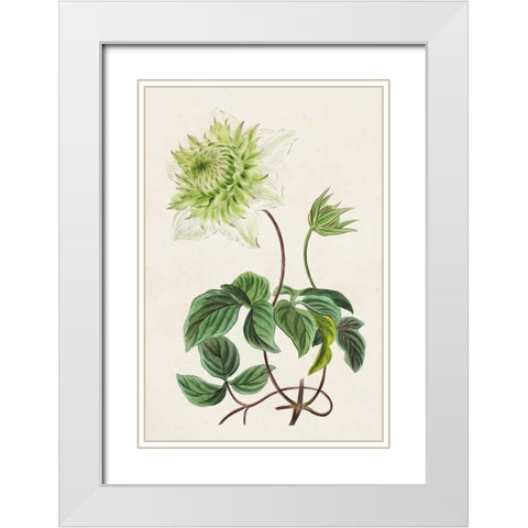 Antique Floral Folio VIII White Modern Wood Framed Art Print with Double Matting by Bessa, Pancrace