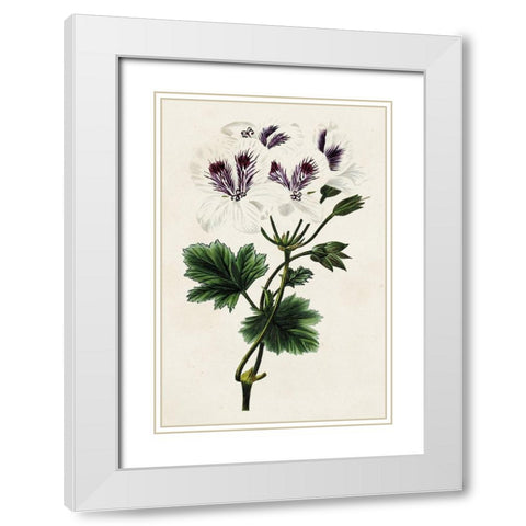 Antique Floral Folio IX White Modern Wood Framed Art Print with Double Matting by Bessa, Pancrace
