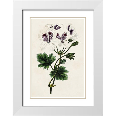 Antique Floral Folio IX White Modern Wood Framed Art Print with Double Matting by Bessa, Pancrace