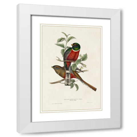 Elegant Trogons I White Modern Wood Framed Art Print with Double Matting by Gould, John