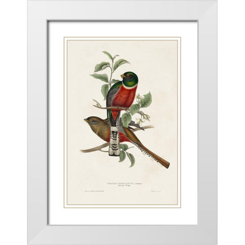 Elegant Trogons I White Modern Wood Framed Art Print with Double Matting by Gould, John