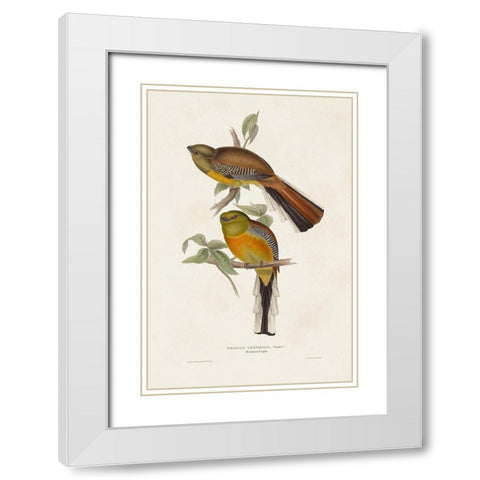 Elegant Trogons II White Modern Wood Framed Art Print with Double Matting by Gould, John