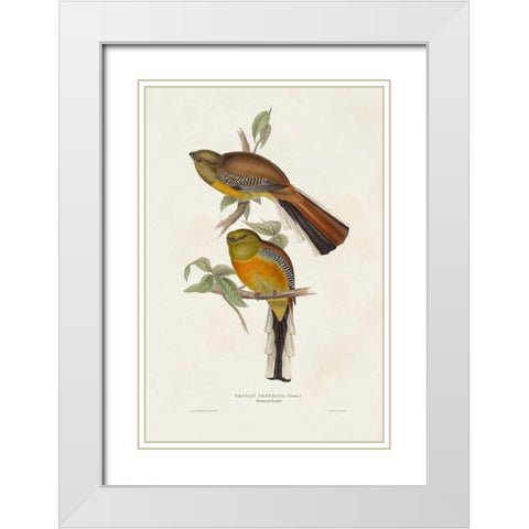 Elegant Trogons II White Modern Wood Framed Art Print with Double Matting by Gould, John