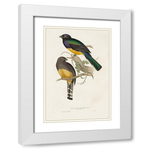 Elegant Trogons III White Modern Wood Framed Art Print with Double Matting by Gould, John