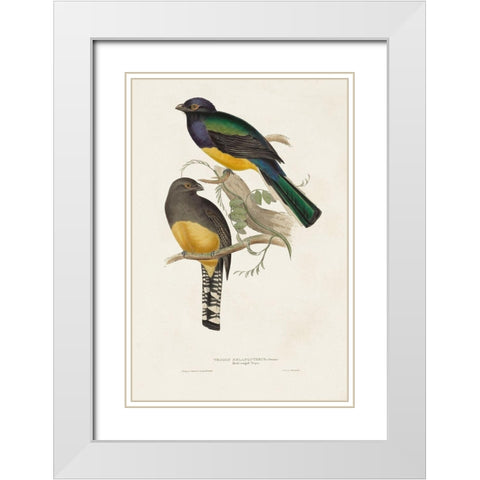 Elegant Trogons III White Modern Wood Framed Art Print with Double Matting by Gould, John