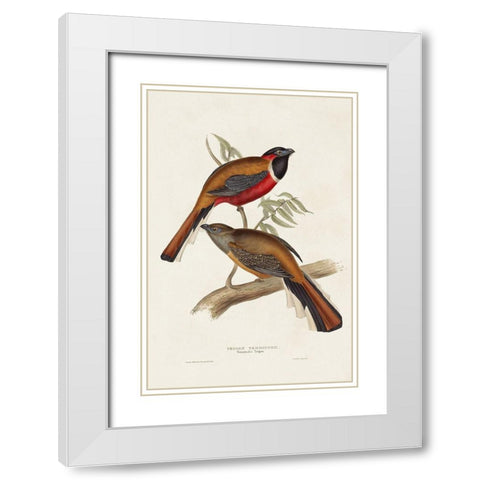 Elegant Trogons IV White Modern Wood Framed Art Print with Double Matting by Gould, John
