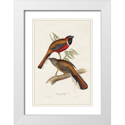 Elegant Trogons IV White Modern Wood Framed Art Print with Double Matting by Gould, John
