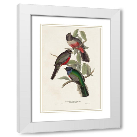 Elegant Trogons V White Modern Wood Framed Art Print with Double Matting by Gould, John