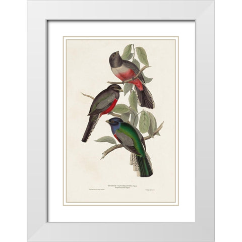 Elegant Trogons V White Modern Wood Framed Art Print with Double Matting by Gould, John