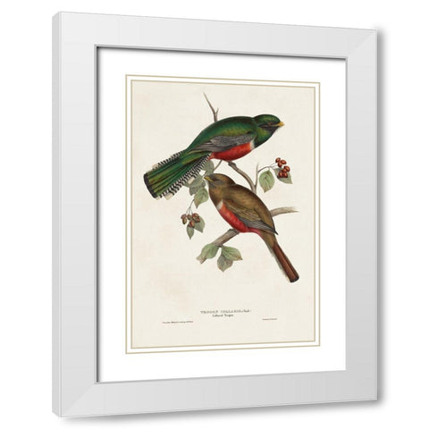 Elegant Trogons VI White Modern Wood Framed Art Print with Double Matting by Gould, John
