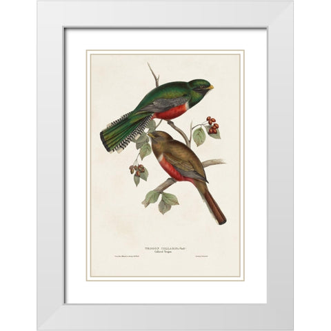 Elegant Trogons VI White Modern Wood Framed Art Print with Double Matting by Gould, John