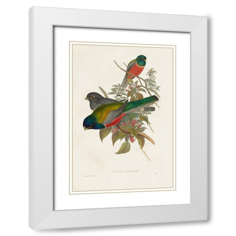 Elegant Trogons VII White Modern Wood Framed Art Print with Double Matting by Gould, John