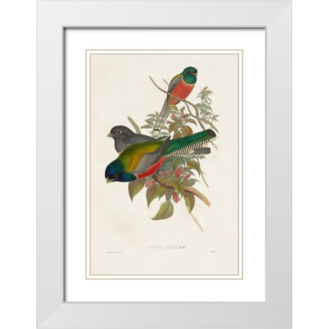 Elegant Trogons VII White Modern Wood Framed Art Print with Double Matting by Gould, John