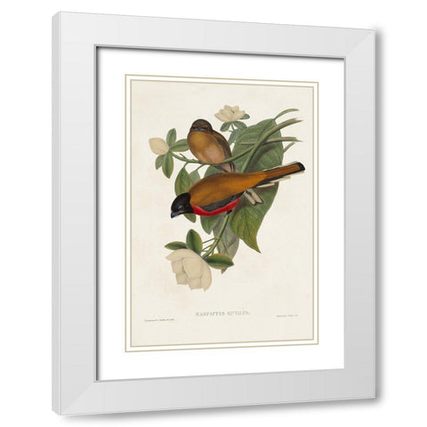 Elegant Trogons VIII White Modern Wood Framed Art Print with Double Matting by Gould, John