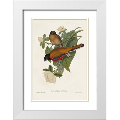 Elegant Trogons VIII White Modern Wood Framed Art Print with Double Matting by Gould, John
