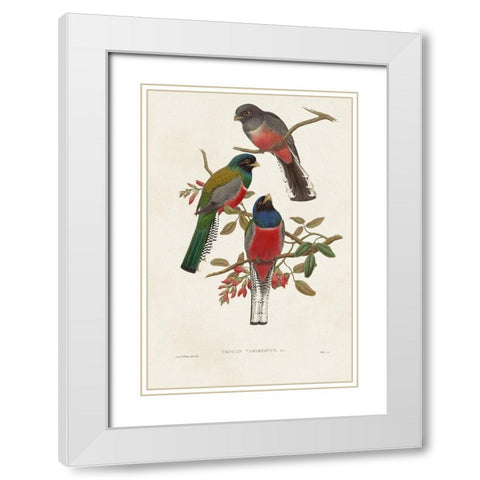 Elegant Trogons IX White Modern Wood Framed Art Print with Double Matting by Gould, John