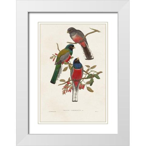 Elegant Trogons IX White Modern Wood Framed Art Print with Double Matting by Gould, John