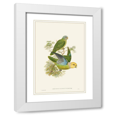 Lime And Cerulean Parrots I White Modern Wood Framed Art Print with Double Matting by Gould, John