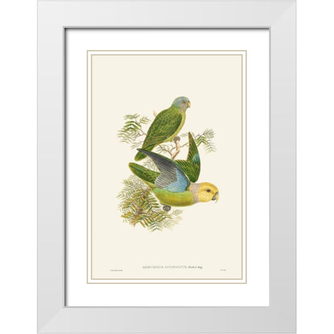 Lime And Cerulean Parrots I White Modern Wood Framed Art Print with Double Matting by Gould, John