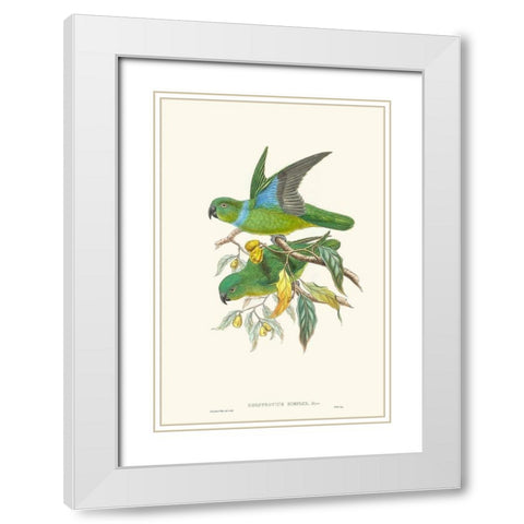 Lime And Cerulean Parrots II White Modern Wood Framed Art Print with Double Matting by Gould, John