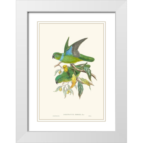 Lime And Cerulean Parrots II White Modern Wood Framed Art Print with Double Matting by Gould, John