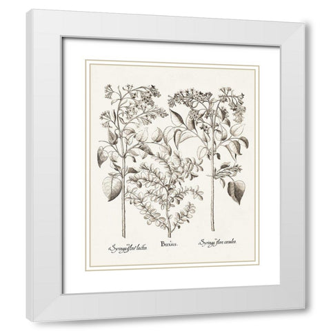 Sepia Besler Botanicals I White Modern Wood Framed Art Print with Double Matting by Besler, Basilius