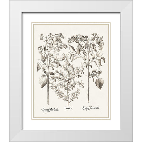 Sepia Besler Botanicals I White Modern Wood Framed Art Print with Double Matting by Besler, Basilius