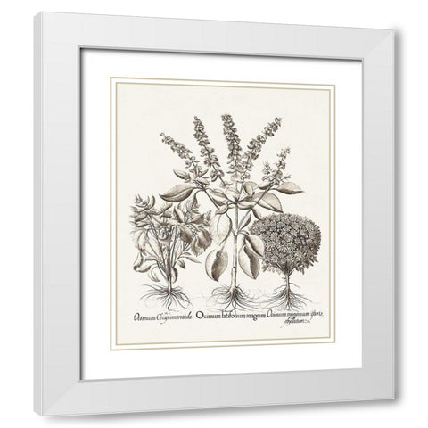 Sepia Besler Botanicals II White Modern Wood Framed Art Print with Double Matting by Besler, Basilius