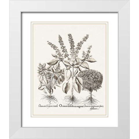 Sepia Besler Botanicals II White Modern Wood Framed Art Print with Double Matting by Besler, Basilius