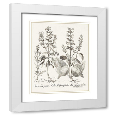Sepia Besler Botanicals III White Modern Wood Framed Art Print with Double Matting by Besler, Basilius