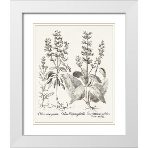 Sepia Besler Botanicals III White Modern Wood Framed Art Print with Double Matting by Besler, Basilius