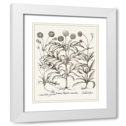 Sepia Besler Botanicals IV White Modern Wood Framed Art Print with Double Matting by Besler, Basilius
