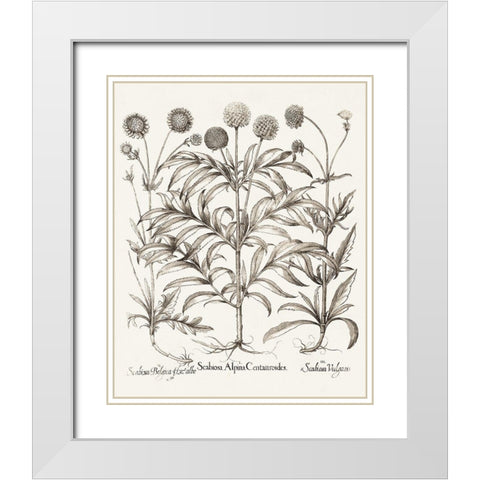 Sepia Besler Botanicals IV White Modern Wood Framed Art Print with Double Matting by Besler, Basilius