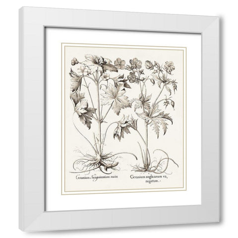 Sepia Besler Botanicals V White Modern Wood Framed Art Print with Double Matting by Besler, Basilius