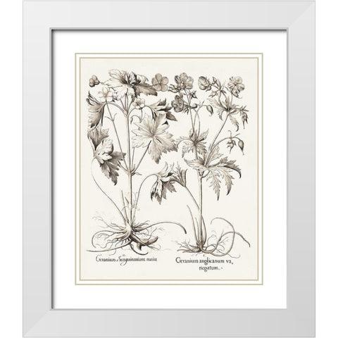 Sepia Besler Botanicals V White Modern Wood Framed Art Print with Double Matting by Besler, Basilius