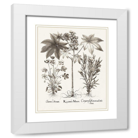 Sepia Besler Botanicals VI White Modern Wood Framed Art Print with Double Matting by Besler, Basilius