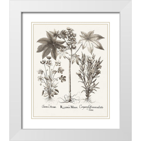 Sepia Besler Botanicals VI White Modern Wood Framed Art Print with Double Matting by Besler, Basilius
