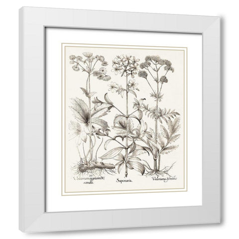 Sepia Besler Botanicals VII White Modern Wood Framed Art Print with Double Matting by Besler, Basilius