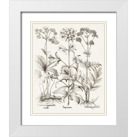 Sepia Besler Botanicals VII White Modern Wood Framed Art Print with Double Matting by Besler, Basilius