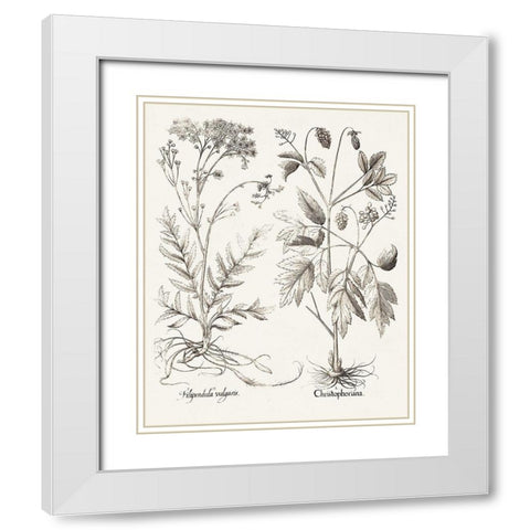 Sepia Besler Botanicals VIII White Modern Wood Framed Art Print with Double Matting by Besler, Basilius