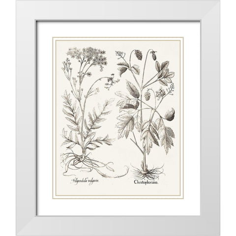 Sepia Besler Botanicals VIII White Modern Wood Framed Art Print with Double Matting by Besler, Basilius